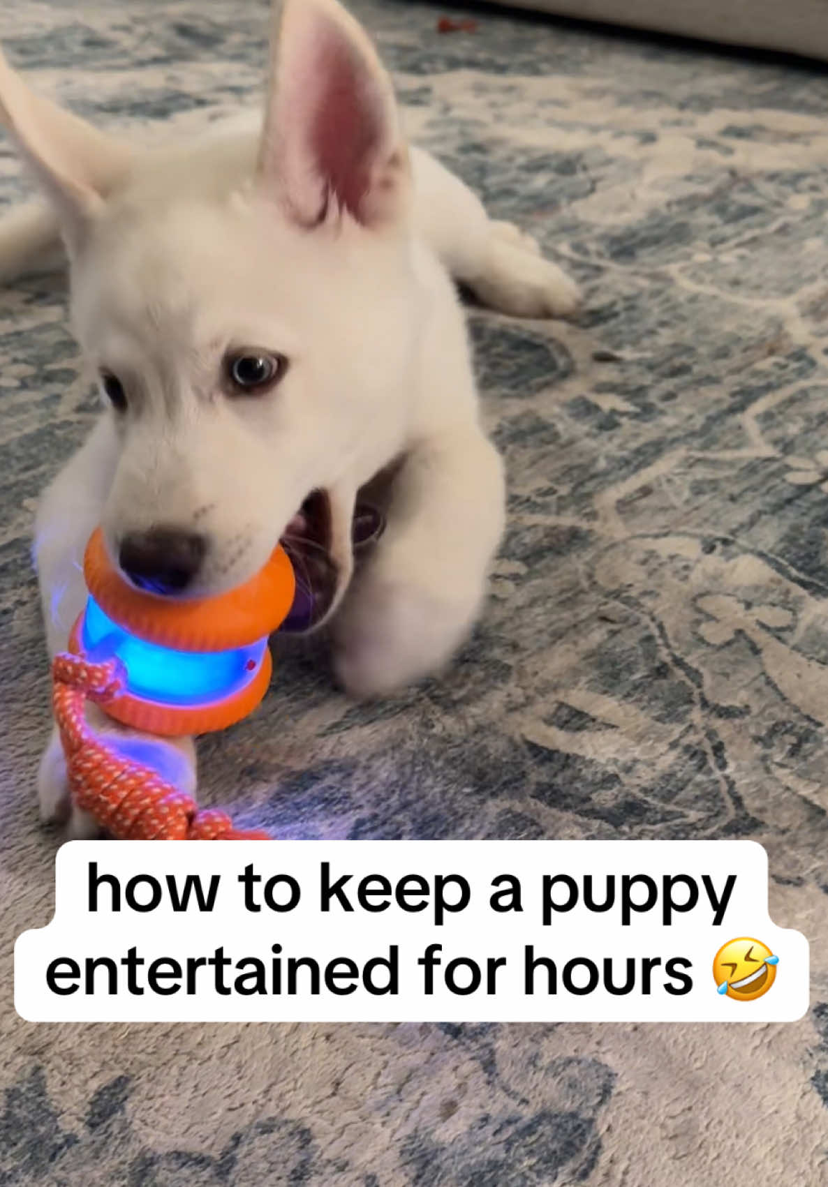 I love this especially when I need a break 😅😩 #dogtoy #dog #dogs #puppy #dogtoys #puppylife #puppytiktok #goodboy #husky #shepsky #getmanshepherd 