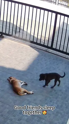 Still the best life ever 🙏🙌. #fyp #foryoupage #dogsoftiktok #funnydogs #funny #montage #dogs #life #doglife #pets #dogtok #haha #viral #PetsOfTikTok 