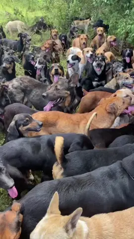 Welcome to Land of the Strays, home to 1.800 dogs; all spayed/neutered. Thank you for being here. 🧡🙌🏼 