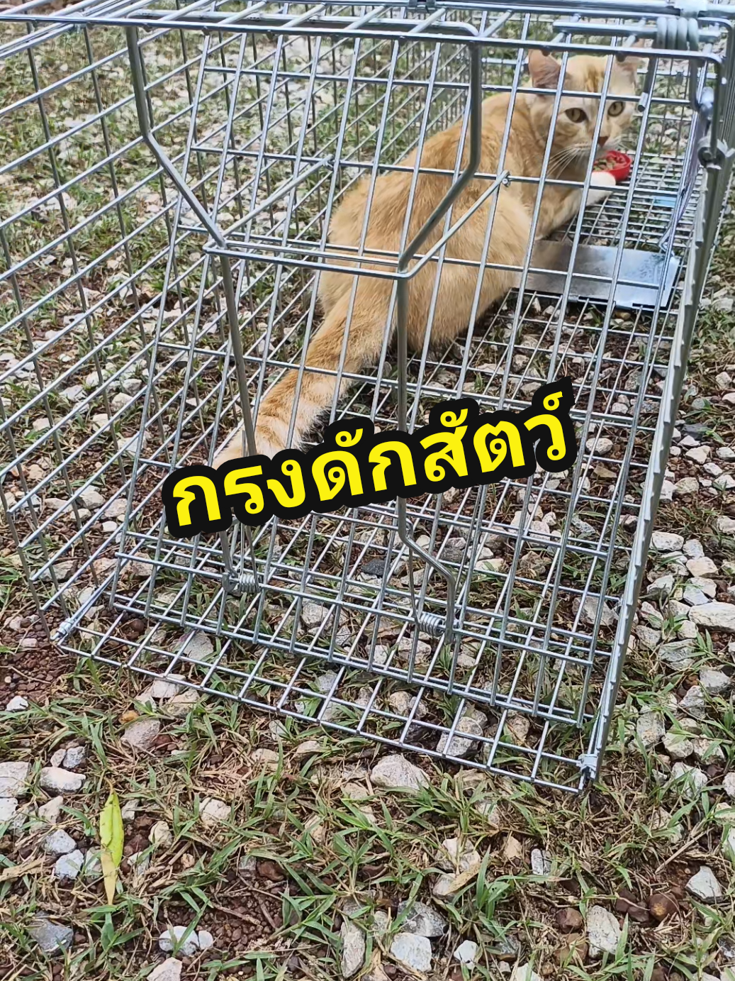 กรงดักสัตว์จรจัด ดักสัตว์ที่สร้างความเดือดร้อนเพื่อนำไปปล่อย หรือทำหมัน ไม่ทำร้ายสัตว์ #วิธีประกอบกรงดักสัตว์ #วิธีประกอบกรงดักแมวจรจัด #กรงดักแมว #กรงดักแมวไซส์ใหญ่สุด #ที่ดักแมว #แมวจรจัด #แมวจรจัดสร้างความเดือดร้อน 