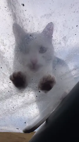 Pailita enojado 😠  Que audio le pondrían 😂 #chile #pailita #villarrica #gato #fyp #parati 