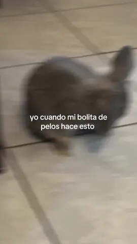 lo amo #fypシ #conejitos 