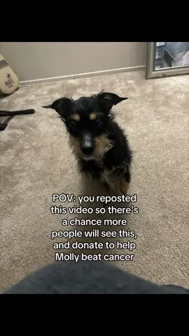 Hi, my name is Molly. I am a 10-year-old Chiweenie, and I love going on walks and eating my favorite treats! I would love to live more days filled with happy moments! But recently, l've been diagnosed with major complications. I have an adrenal gland tumor, ovarian cancer, a heart murmur, and bladder stones. I am sad and I am suffering. My owners are doing everything they can to provide a loving and careful environment for me, but they struggle financially. So please help me with my medical bills. My next appointment, the doctors want to do more tests, and my owners do not have enough to cover the costs. :( We hope and pray that surgery will be the next option. Please help and donate; anything will help. I just want to live my life peacefully again and full of joy. Thank you, sincerely, Molly https://gofund.me/b627b246 #gofundme #gofundmehelp #gofundmedonations #help #dogsoftiktok #helpmeplease #dog #donationsneeded #gofundmepage #sharewithfriends #donate #cancer #cancersucks #animalgofundme #boost #animals #foryoupage