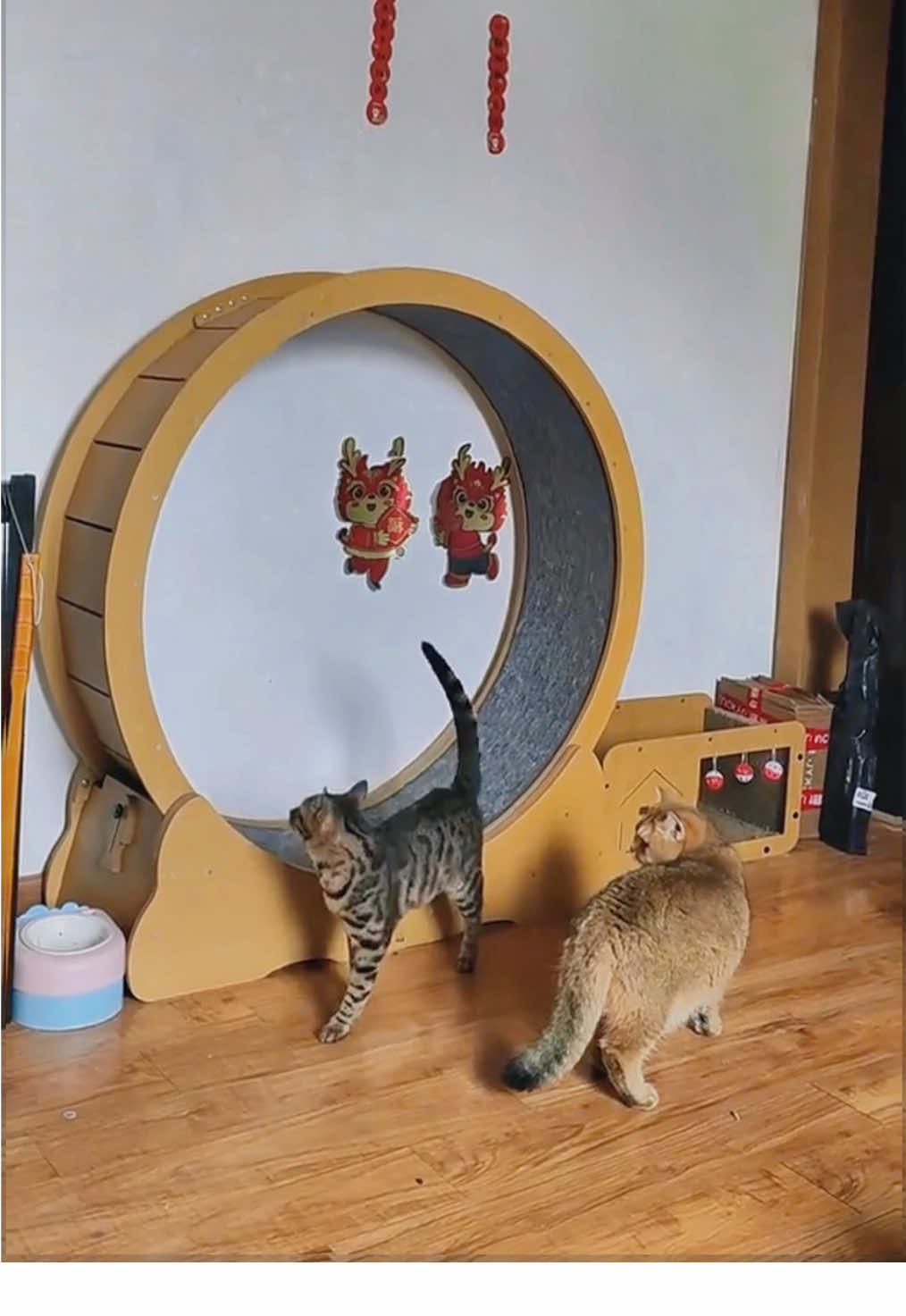 Cat meets treadmill #cutecat #kitten #fyp #lovecats #foryou #catsoftiktok 