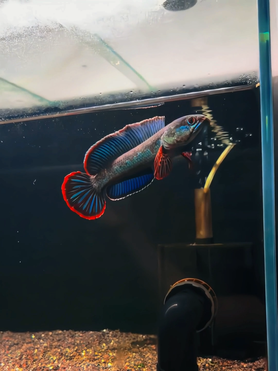 Channa Blue Bengal, endemik dari India Timur, punya warna biru elegan yang bikin semua aquascaper jatuh hati.😍✨ #bluebengal #channa #snakehead #ikanhias #hoby #aquarium #ikanpredator #predatorfish #aquascaper #aquascape #filteraquarium 