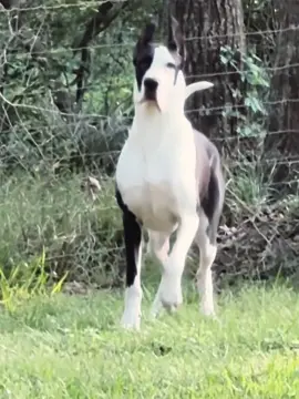#CapCut #GreatDane 