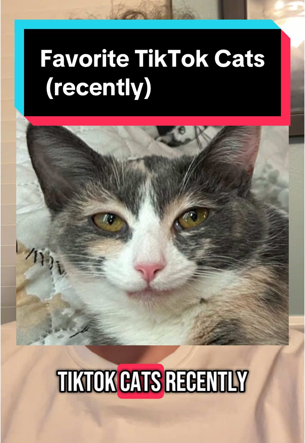 Favorite TikTok Cats  (recently) #goob #monkey #schemingeunuch #cat #cats #kitten #catsoftiktok #cattok #list #terraria #favorites #china #animals 