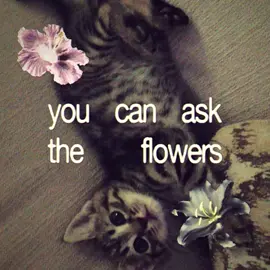 #prettylittlebaby #flowerssong#cat#kittens#cute#flowertrend#fyppppppppppppppppppppppppppppppppppp #fypシ 