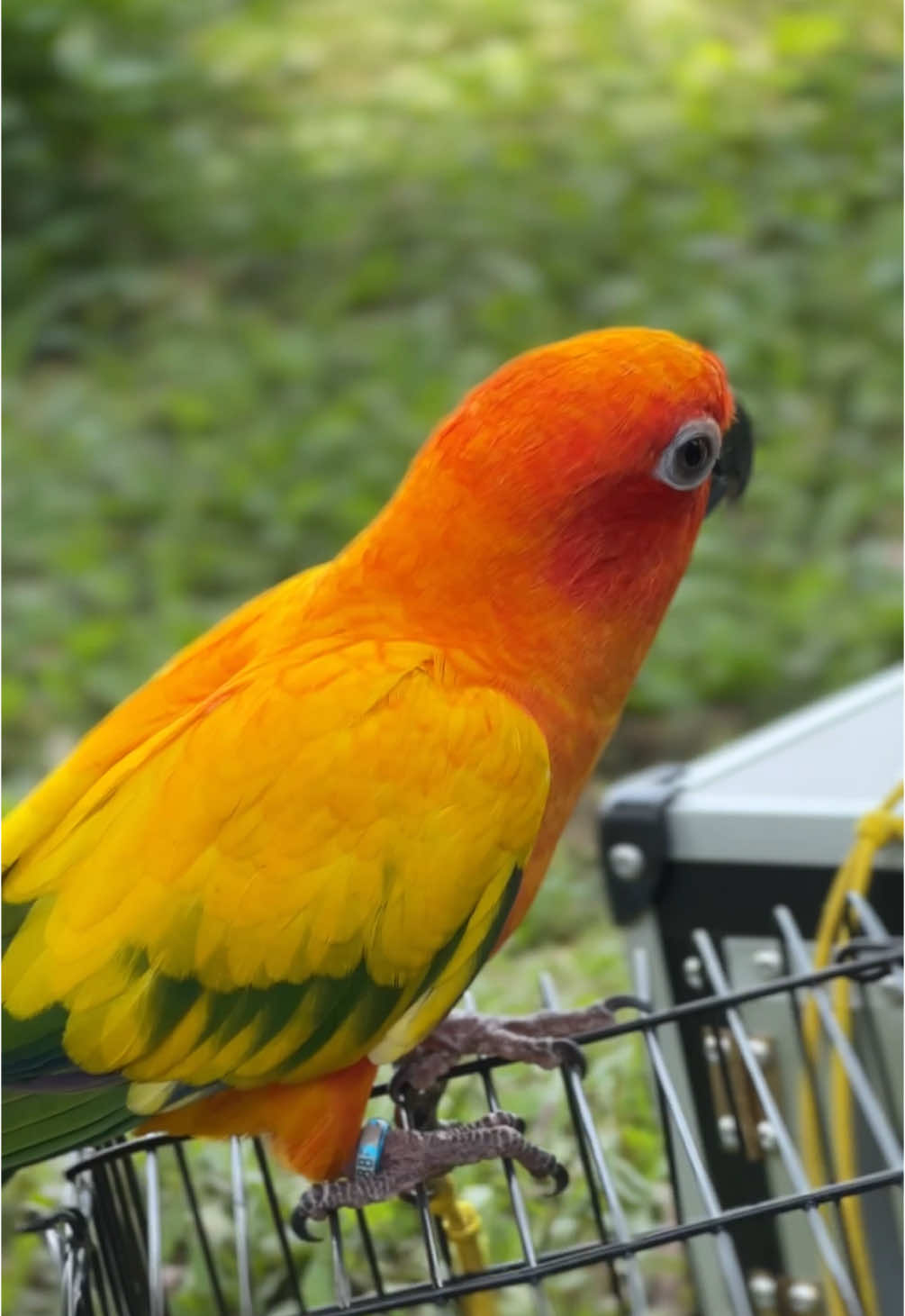 Btn tgl merah  #sunconure #sunconurefreefly #parrot #fyppppppppppppppppppppppp #birdsoftiktok #jualsunconure #burungfreefly #parrotsoftiktok #sunconurebabies #sunconurebreeding 