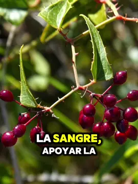Zarzaparrilla: Raíz ancestral de limpieza y fortaleza #Zarzaparrilla #RaícesMedicinales #BotánicaAncestral #MedicinaNatural #PlantasMedicinales #SabiduríaHerbal #RemediosNaturales #HerbolariaTradicional #CuidadoNatural #Lindasherbsandcuisine