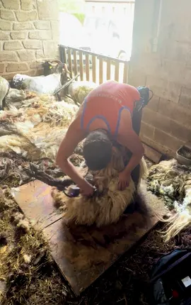 This is a Manex tête noir ewe. They have long wool and longer horns. A very cool looking breed of sheep.  #sheep #shearing #sheepshearing #rarebreedsheep #wool #asmr #satisfying #farming #basquecountry