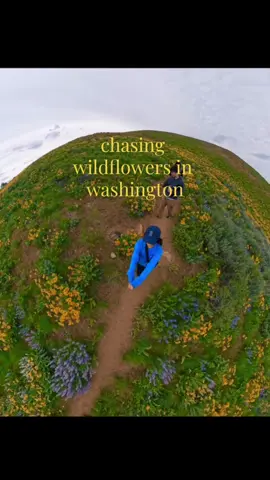 wildflower season in washington (‘: 🌻☀️💛 #wildflowers #washington #seattle #wildflowerseason 