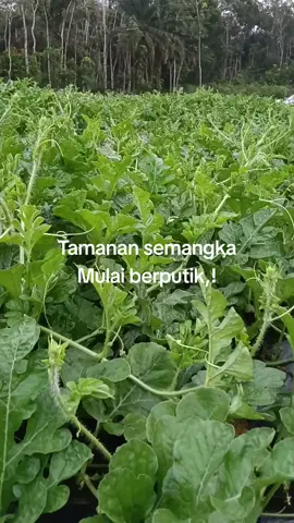 tanaman semangka mulai berputik,,! #farming  #watermelon  #kebuncabe 