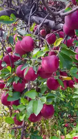 🍎🍎🍎🍑🍍🥑🥒#buahbuahan #aple #panen 