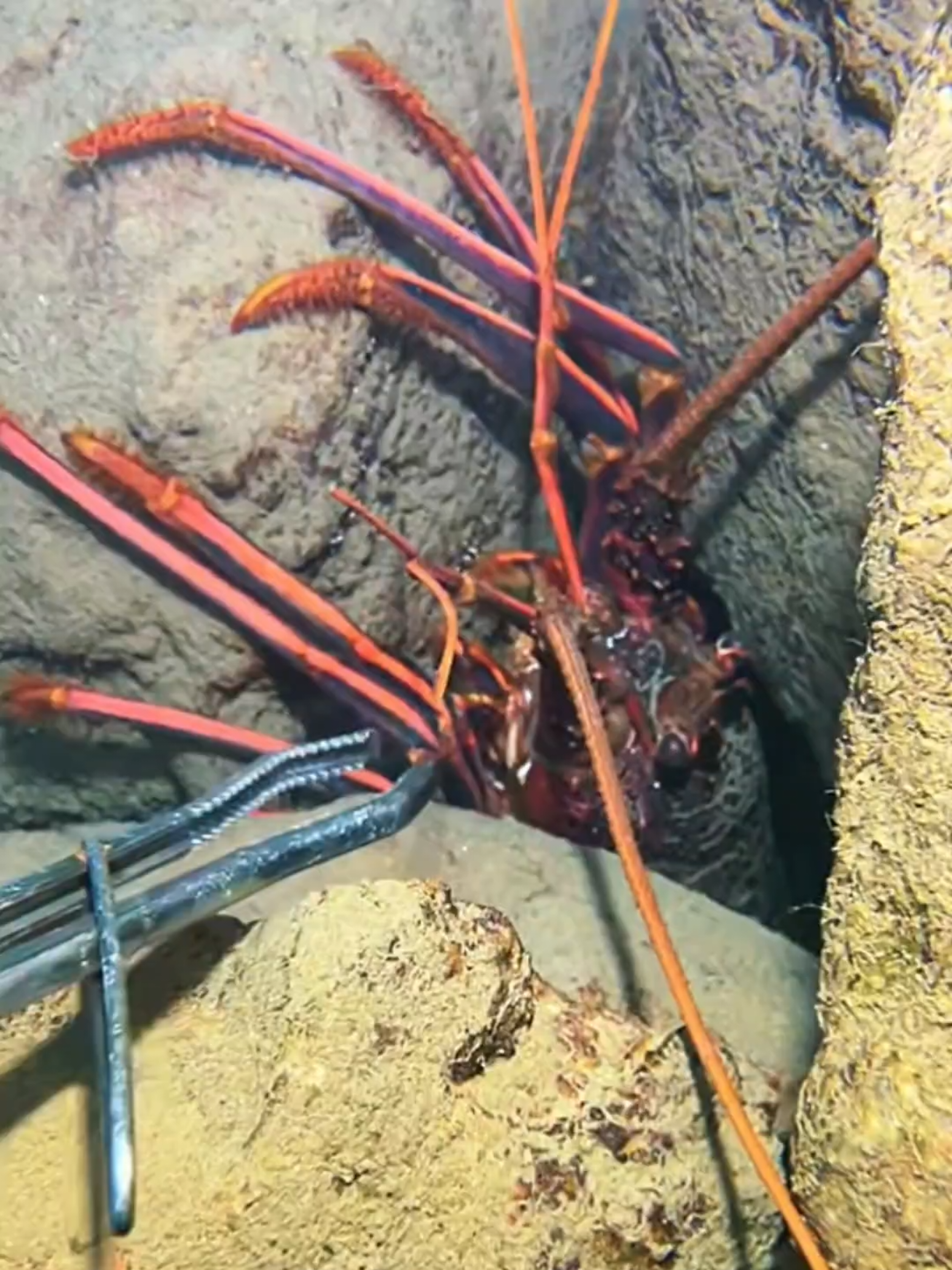 #diving #crab #catchthesea #seaside #seafood #fish #eel #lobster #seangsolofishing
