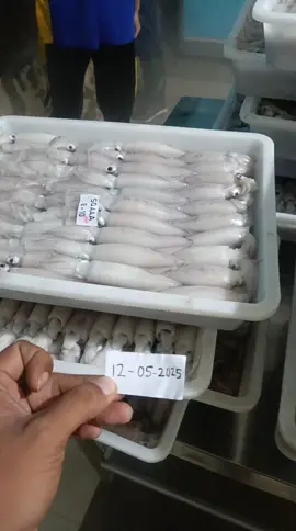 cumi cantik 8-10 cm #vietnam #export #squid #loligo 
