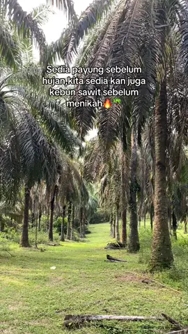 #sawittiktok #petanimuda #petanisawitsukses #petanisawitindonesia🇮🇩 #kebunsawit🌴 