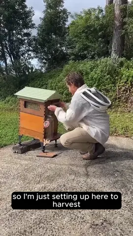 🍯 Honey, straight from the hive — no crush, no strain, no fuss. Just turn the key and watch the honey flow! #quickcuts #liveQandA #flowhive