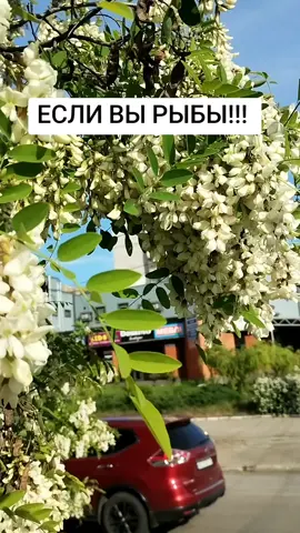 Если вы узнали себя напишите в комментариях! Подпишитесь, впереди много интересного о вас!#рыбы #знакизодиакафакты #знакизодиака 