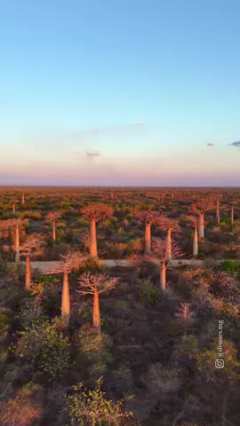 🌅 Ever seen trees that look UPSIDE DOWN? 🤯 Welcome to Madagascar’s iconic Baobab Alley—where sunset hits differently. ✨ Would you add this magical spot to your bucket list?👇🌳 #BaobabAlley #Madagascar #SunsetGoals #TravelDreams #tiktokmadagascar #malagasy