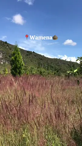 #CapCut Rumput Mey Wamena🛖#wamena_papua #papuapedalaman #honaipapuapegunungan 