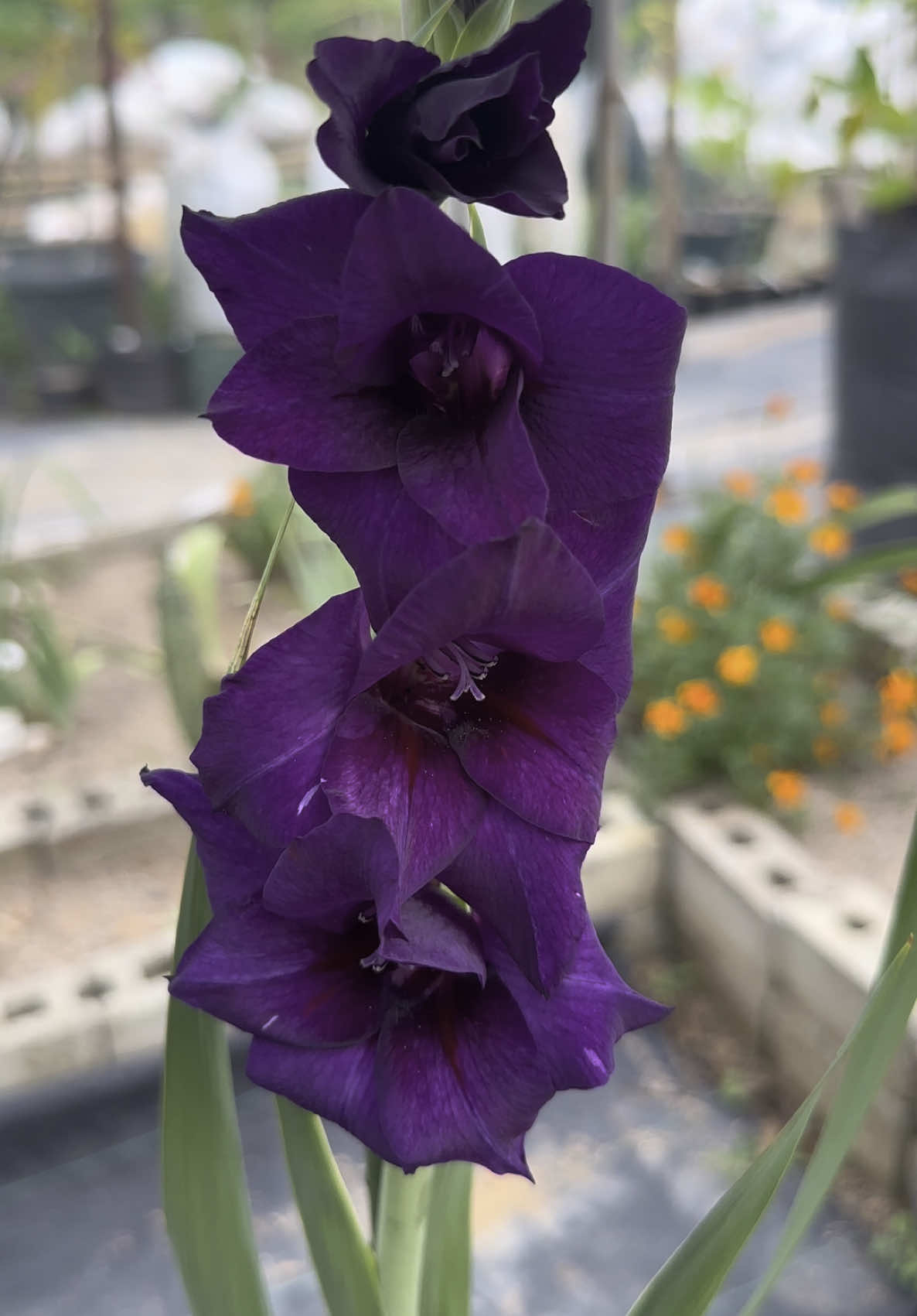 Galdiol Purple Flora  Cantik bangeeeeeet 😍 #gladiolus #gladiola #flowers #cihorokugarden #lampung #fyp #foryoupage 