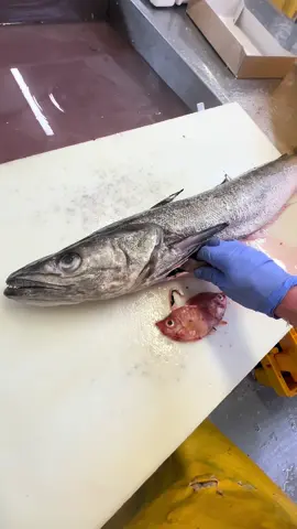 Hake at Keenan seafood.. #seafood #fish #fresh #freshfish #asmr #asmrfood #