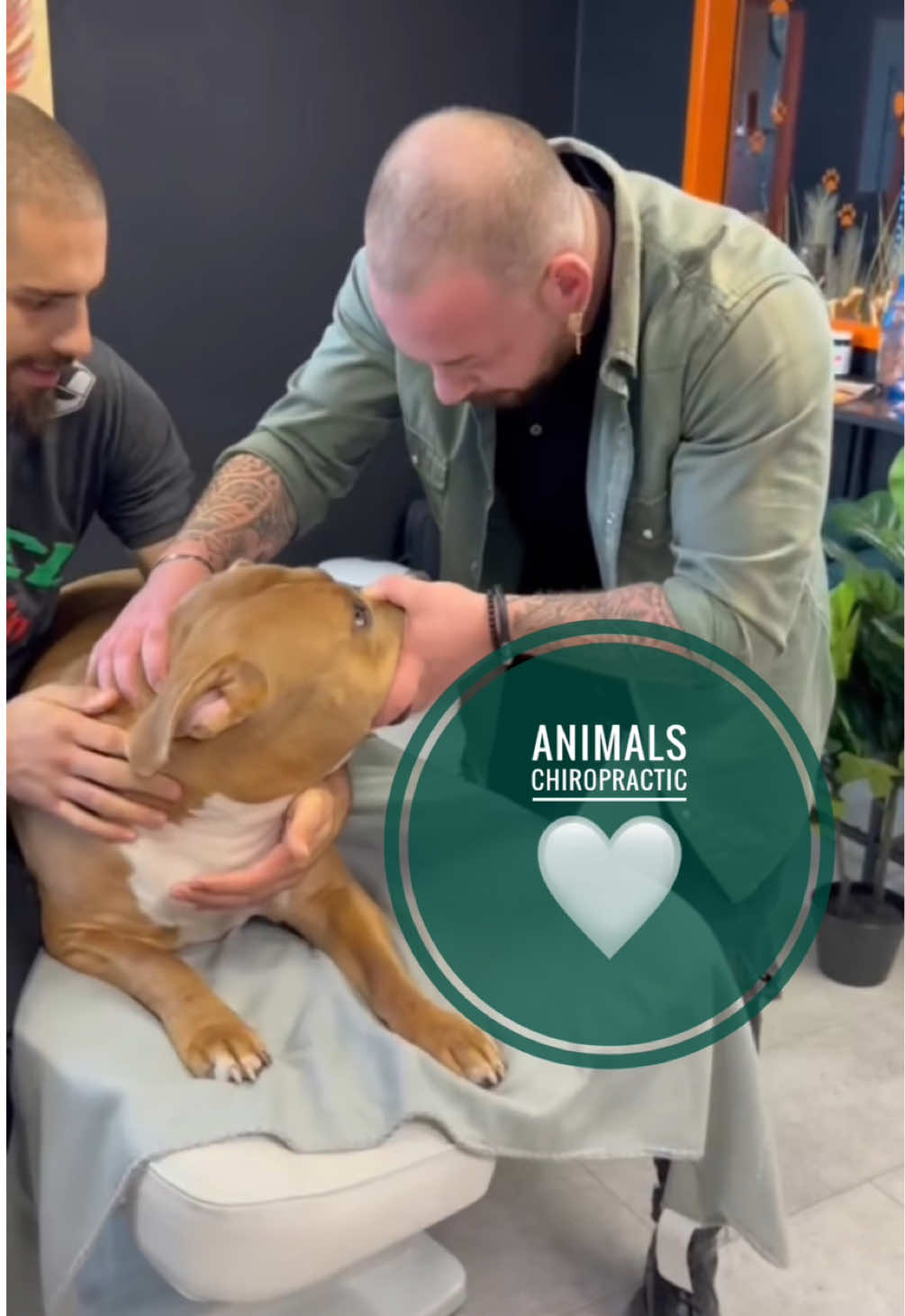 Animals Chiropractic 💚💚💚 • • • #foryou #asmr #animal #chiropractortiktok #türkiye #hundeauftiktok #hund #tiere #Love #animals 