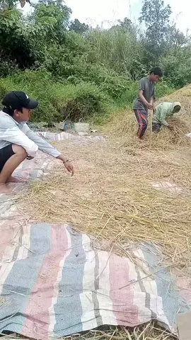 #panen majo hita asa adg allangon ni babaon #sorotan  #fpyシ  #viral 