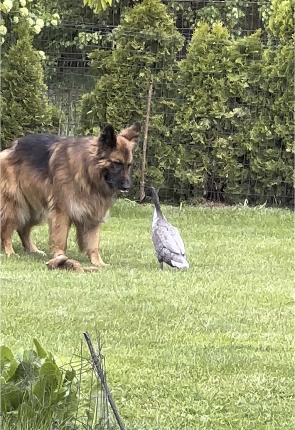 #alphonso🦆 #duck #germanshepherd #funnydog 