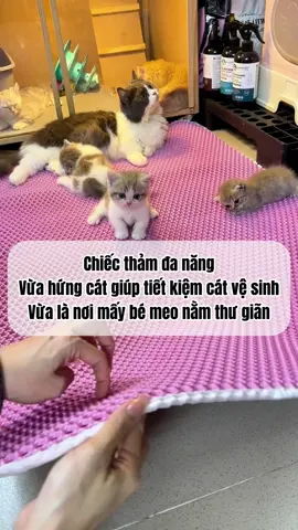 Tấm thảm hứng cát mèo này đa năng thiệt mấy Sen ơi #danmeocuangoc #xuhuong #bikipnuoimeo #catsvideo #chiase 