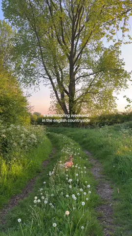 a warm spring weekend in the english countryside 🌿 🌳🧺🍃🌷👒🌸 #englishcountryside #slowliving #cottagecore #seasonalliving #springfeeling #cottagegarden #countrysideliving #cottagelife #quietlife #countrysideviews #latespring #nature #rurallife #springinengland #quintessentiallybritish #visitengland #spring