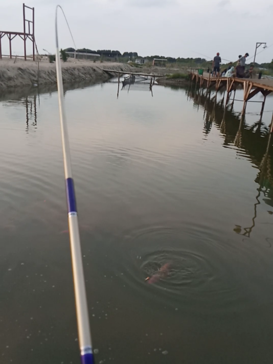 270 cm bisa narik ikan setengah kg ngeri tegek ini #tegek #mancing #microfishing #mancingmania #tegekmurah #sougayilang 