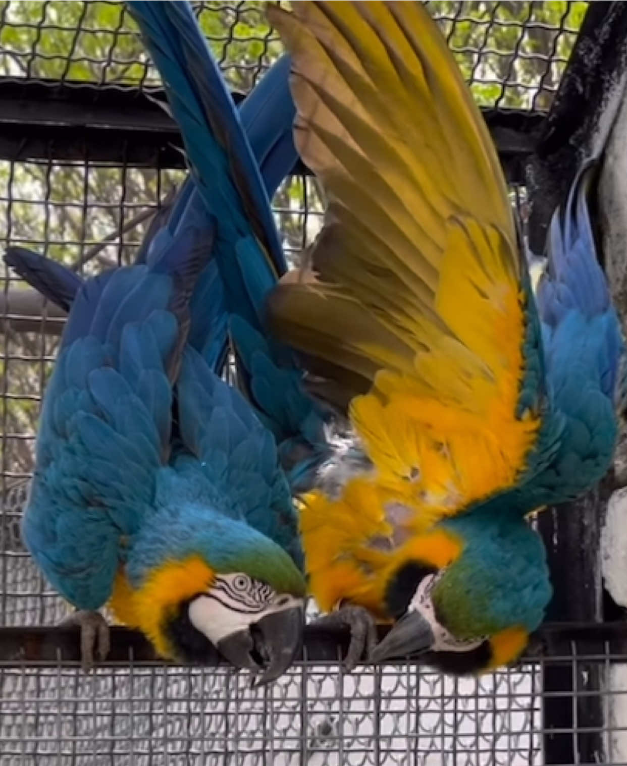 Blueandgoldmacow beauty 🥰
