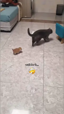 The Making of an Unreliable Cat Mom 🤣🤣#cat #funny #funnyvideo #funnycat #catlover #catsoftiktok #foryou #usaus 