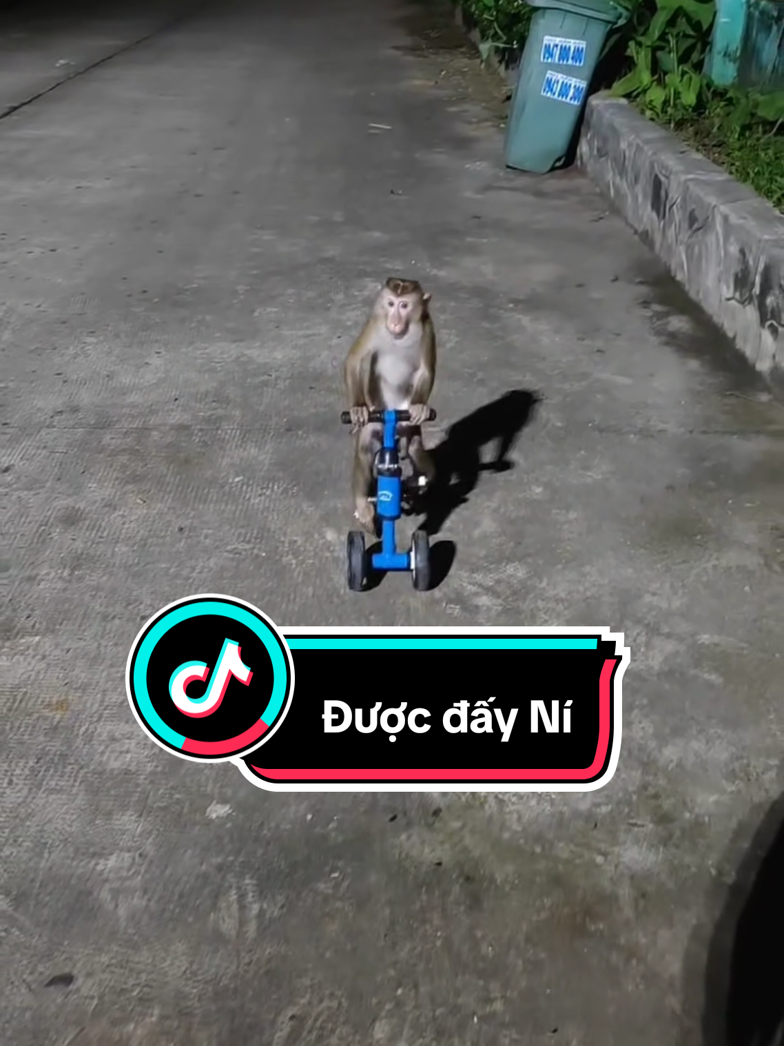 Được của nó đấy.. #animals_vn  #khỉ  #monkey  #xiếc 