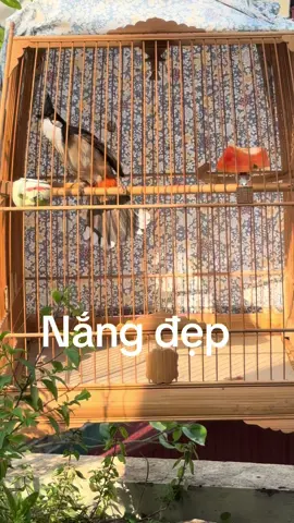 Nắng đẹp. #mokenh #powertrinhquocdat #chaomaodep #xuhuong #chaomaobaydau #chaomaothidauhot #xuhuong2025🥰 #chaomaodangcap #chaomaomoi #chaomaothidau #camchimthiencoi #xuhuong2025 #chaomaomoichuan 