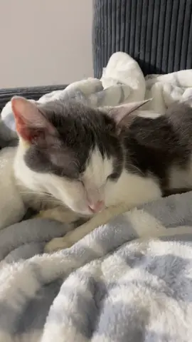 Chat, why do humans make this sound? #🐱 #cat #catsoftiktok #cats #catlover #cattok #catslovers #catsvideo #catsmoves #meow #meowlovers #catsofinstagram #catsdoingthings #catfunny #catlook #catstagram #catcute 