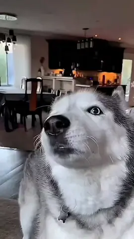 #talking #voiceover #fyp #animal #viralvideo #funnyvideo #dog #talkingdog #foryour #funnytiktok 