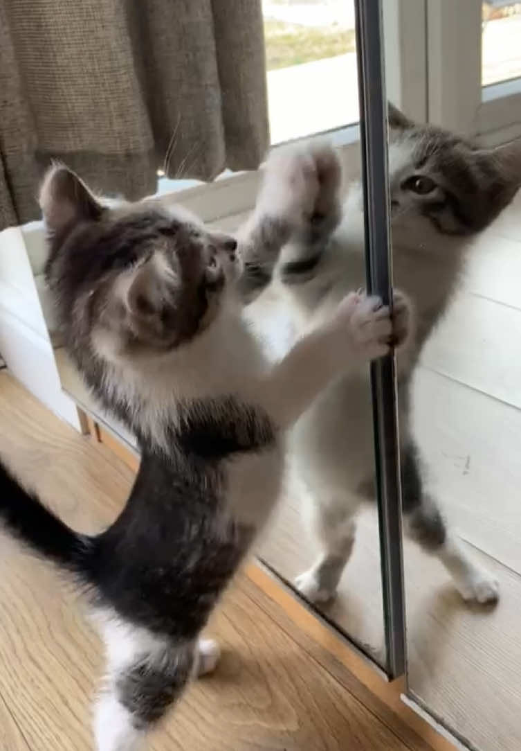 Pls follow #catvideo #kitty #domesticshorthair #catdad #lola 