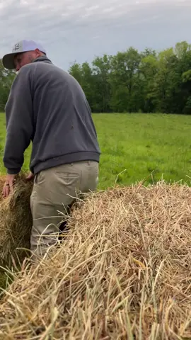 Guess who doesn’t have a butt?? Watch till the end and find out!#farmlife learning something new everyday.#cattle#hay#farmer#angus @wes.ellis86 