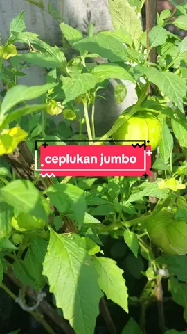 ceplukan jumbo banyak manfaatnya mulai dari batang daun dan buahnya  #ceplukan #fyppppppppppppppppppppppp #berkebun #berkebundirumahaja 