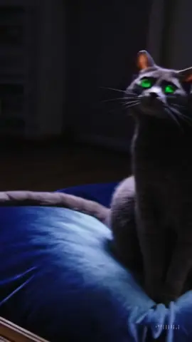 cats