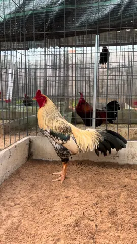Cục cưng 3kg2 1x cực khôn #traigaLuanVungTau #c3 #?gachoivietnam🐓🐓🐓 