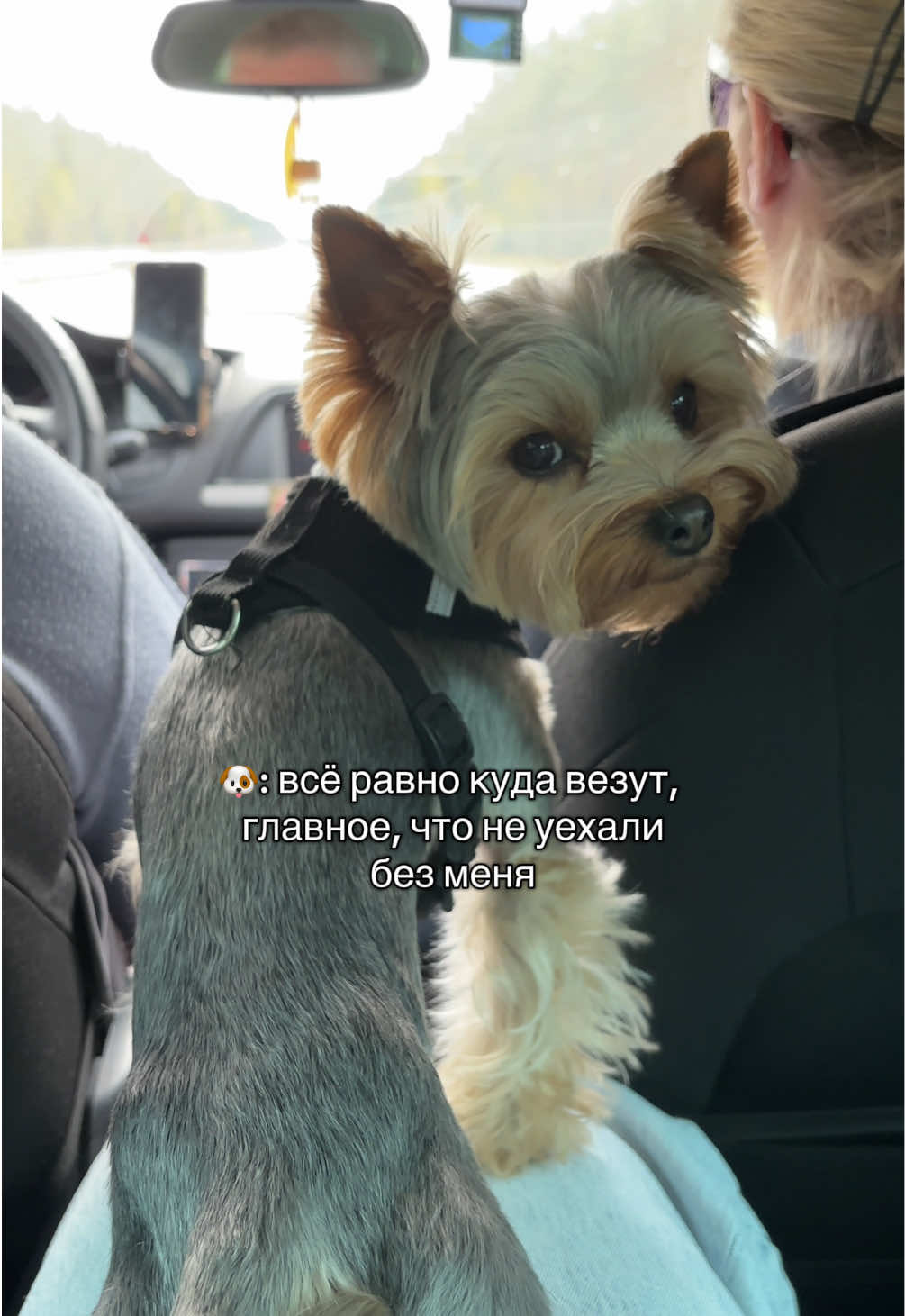 Без него никуда! ❤️#recommendations #dogsoftiktok #dog #йоркширскийтерьер #йоркимоялюбовь 