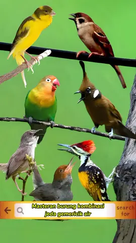 Masteran burung kombinasi, jeda gemericik air #kicauanburung #burungkicau #masteranburung #kicaumania #fyp #viral #kenarimaniaindonesia 