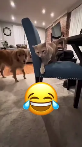 Talking funny #voiceover #funnyvideo #talkingdog #animals #pet #foryou 