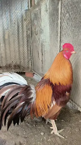 y như vậy nhe ae