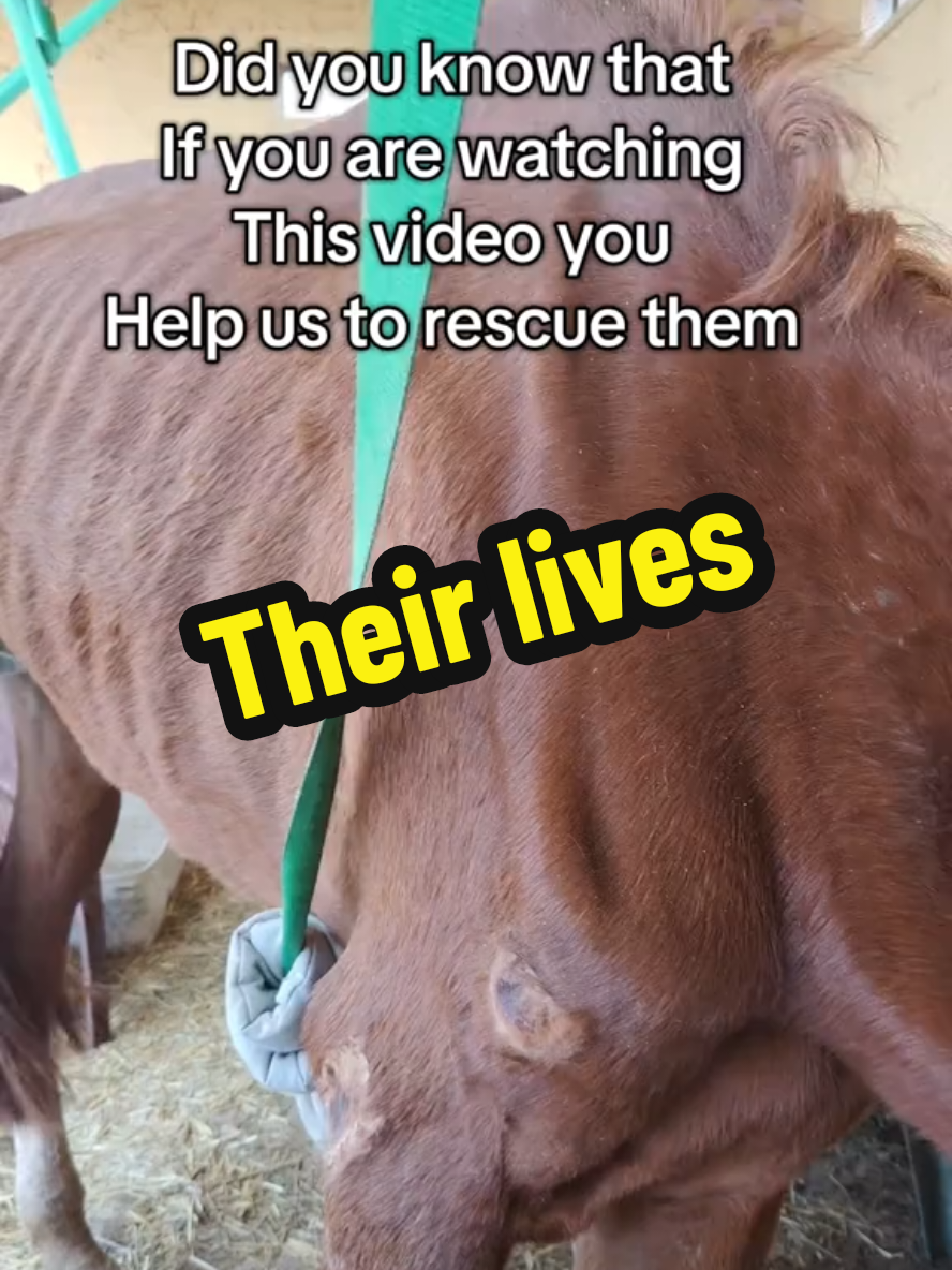 It's their life in our hands #animalsanctuary #animalrescue #animalsoftiktok #tenerife #tenerifedays #tenerifelovers 