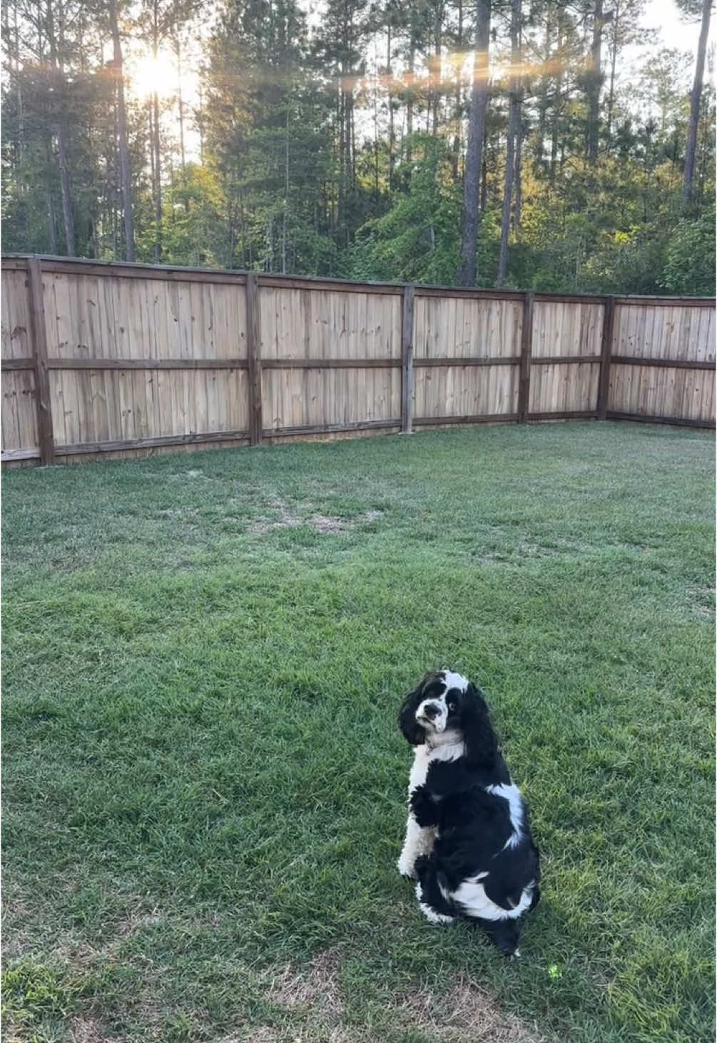 Beautiful moments #dogsoftiktok #doglover #dogtok #doglife #doggo #dogs #puppytiktok #puppylife #puppydog #puppylover #pets #PetsOfTikTok #animalsoftiktok #animallover 